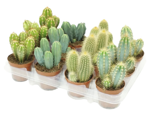 Une sélection de divers cactus en petits pots sur un plateau en plastique comme plantes d intérieur pour la décoration.