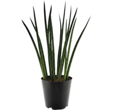 Sansevieria cylindrica Bogenhanf Zimmerpflanze in Kunststofftopf
