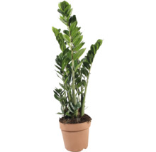 Plante d'intérieur Zamioculcas Zamiifolia dans un pot en plastique