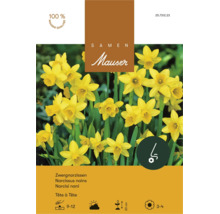 Sachet de graines pour narcisses nains Tete a Tete de Mauser avec une hauteur de pousse de 20 centimètres.