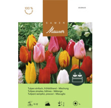 Graines de tulipes simples hâtives Mauser mélange pour jardin avec instructions de plantation
