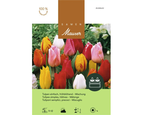 Graines de tulipes simples hâtives Mauser mélange pour jardin avec instructions de plantation