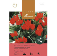 Bulbes de tulipes botaniques Praestans Füsilier Mauser paquet de dix pièces