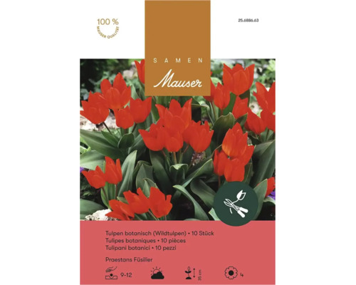 Bulbes de tulipes botaniques Praestans Füsilier Mauser paquet de dix pièces