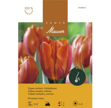 Bulbes de tulipes simples a floraison precoce Prinzessin Irene sur emballage de graines avec informations produit