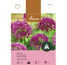Sachet de graines Mauser ail ornemental Purple Sensation, bulbes vivaces pour abeilles, hauteur 60 à 80 centimètres, floraison mai à juin.