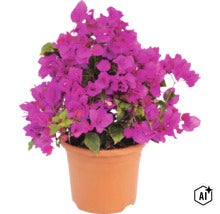 Bougainvillea Pflanze mit violetten Hochblättern in einem Kunststofftopf (Image AI modified or generated)