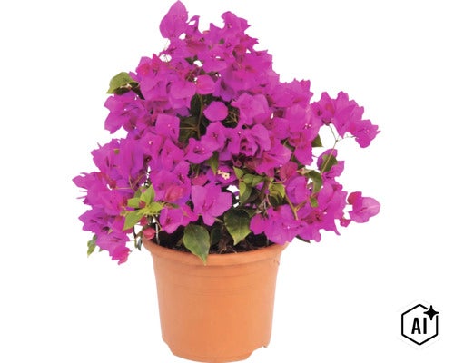 Bougainvillea Pflanze mit violetten Hochblättern in einem Kunststofftopf (Image AI modified or generated)