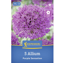 Bulbes de fleurs Allium Purple Sensation de Kiepenkerl, 5 pièces, pour fleurs de 10 centimètres, adaptées comme fleurs coupées.