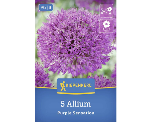 Blumenzwiebeln Allium Purple Sensation von Kiepenkerl, 5 Stück, für 10 Zentimeter grosse Blüten, geeignet als Schnittblume.