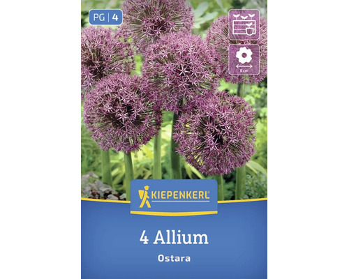 Fleurs Allium Ostara en fleurs avec inflorescences sphériques, logo Kiepenkerl, 8 centimètres de diamètre de fleur, 4 bulbes de fleurs