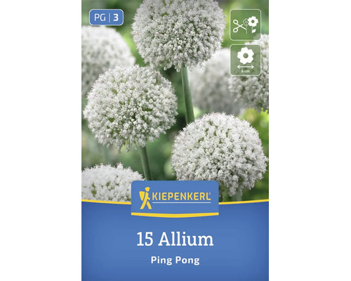 Kiepenkerl Blumenzwiebeln Allium Ping Pong 15 Stück für den Garten zum Schnitt geeignet mit 6 Zentimeter Blütendurchmesser