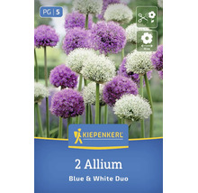 Kiepenkerl Zierlauch Blue and White Duo Blumenzwiebeln mit runden Blütenköpfen geeignet als Schnittblume und mit 10 Zentimeter Blütendurchmesser