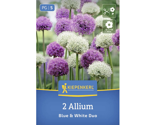 Bulbes de fleurs ail ornemental Kiepenkerl Blue and White Duo avec têtes florales rondes adaptées comme fleurs coupées et 10 centimètres