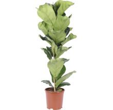 Figuier lyre Ficus lyrata comme plante d'intérieur dans un pot en plastique avec tuteur