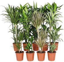 Collection de diverses plantes d interieur Dracaena dans des pots en plastique pour la decoration