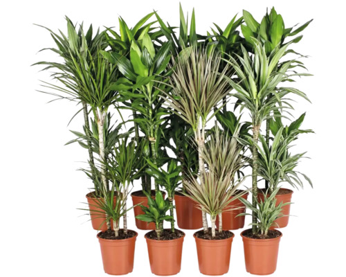Sammlung verschiedener Dracaena Zimmerpflanzen in Kunststofftöpfen zur Dekoration