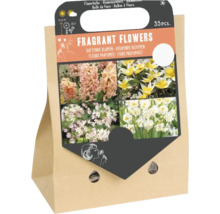 Set mit 33 duftenden Blumenzwiebeln, Mischung aus verschiedenen Frühlingsblühern in Papiertragetasche, für den Garten.