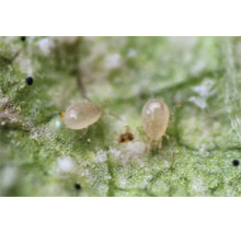 Gros plan d acariens prédateurs sur une feuille pour la lutte biologique contre les nuisibles.