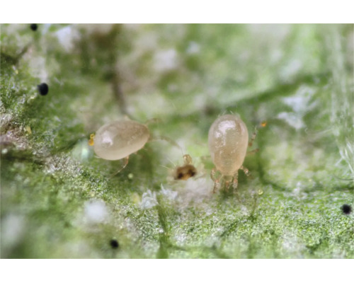 Gros plan d acariens prédateurs sur une feuille pour la lutte biologique contre les nuisibles.
