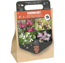 Set mit 35 Blumenzwiebeln als Bienenmagnet zur Förderung der Artenvielfalt im Garten.