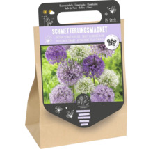 Packung mit 15 Zierlauch Blumenzwiebeln, Schmetterlingsmagnet zur Anziehung von Insekten, Wuchshöhe 80 bis 90 Zentimeter, Blütezeit Mai bis Juni.