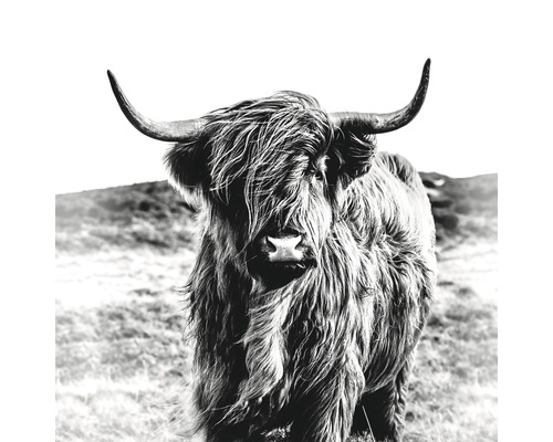 Glasbild Highland Cattle 30x30 cm