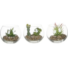 Plante artificielle Mica succulente dans un verre Ø 10 cm h 8 cm