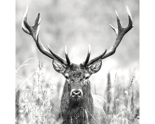 Glasbild Grey Deer Head II 20x20 cm