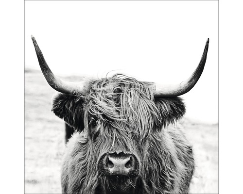 Tableau sur verre Scottish Highland Cattle II 20x20 cm