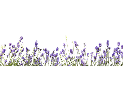 Küchenrückwand mySPOTTI splash Bildmotiv Lavendel 220x60 cm