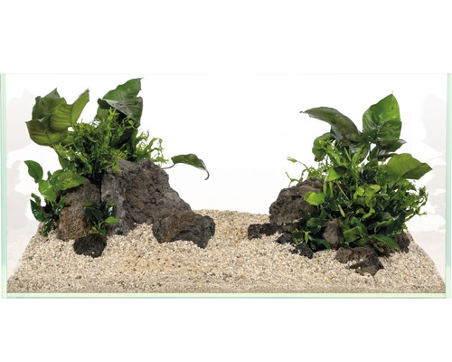 Aquarium avec pierres, sable et plantes