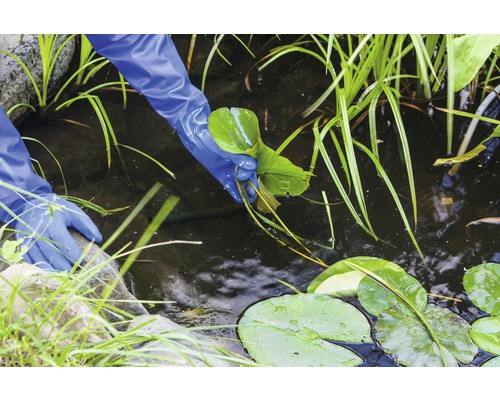 Une personne portant des gants de jardinage nettoie un bassin de jardin des plantes aquatiques.
