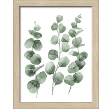 Image encadrée avec motif d''eucalyptus