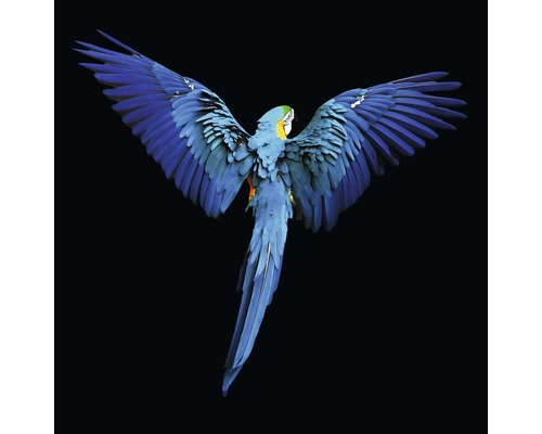 Tableau métallique alu Blue Parrot 98x98 cm
