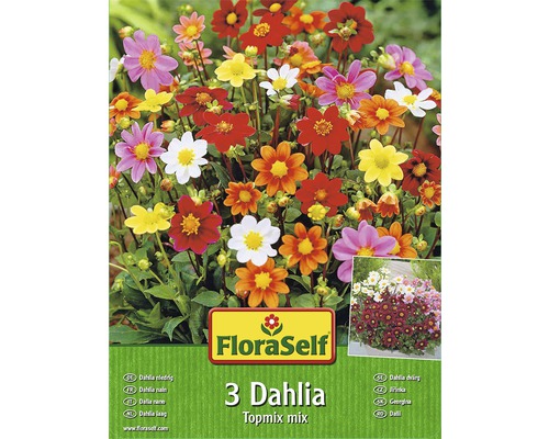 Blumenzwiebel FloraSelf Dahlia Topmix Mischung 3 Stk