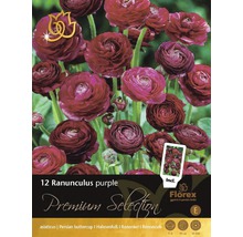 Blumenzwiebel Premium Ranunculus 'Purple' 12 Stk