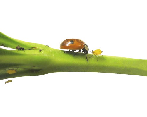 Zweipunkt-Marienkäfer gegen Blattläuse