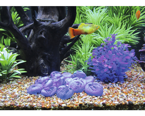 Aquarium décoratif avec pierres, plantes et poisson d''ornement