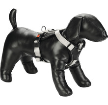 Hundegeschirr am Hundemodell