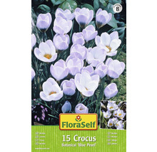 Bulbes FloraSelf crocus 'Blue Pearl' 15 pces