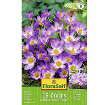 Paquet de 15 bulbes de crocus FloraSelf Botanical sieberi Tricolor