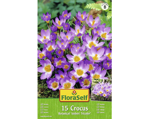 Paquet de 15 bulbes de crocus FloraSelf Botanical sieberi Tricolor