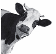 Gros plan d''une vache