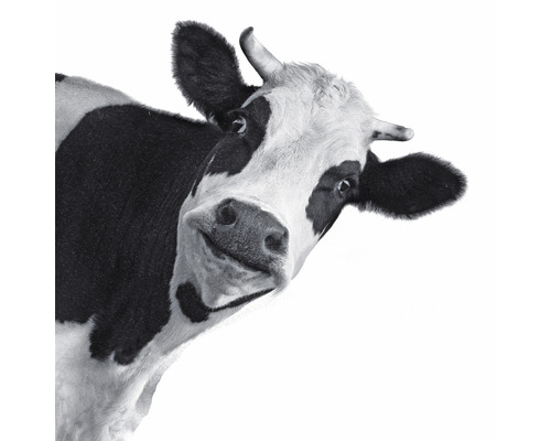 Leinwandbild Cow 30x30 cm