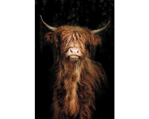Leinwandbild highland cow 100x150 cm