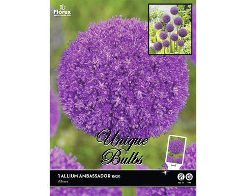 Bulbe de fleur d''ail d''ornement Ambassador