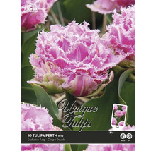Paquet de dix bulbes de tulipes Tulipa Perth