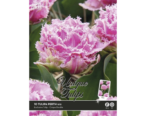 Paquet de dix bulbes de tulipes Tulipa Perth