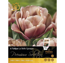 Verpackung mit sechs Tulpen La Belle Epoque Blumenzwiebeln